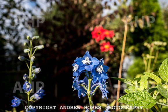 Vellacott Garden 2016-3633