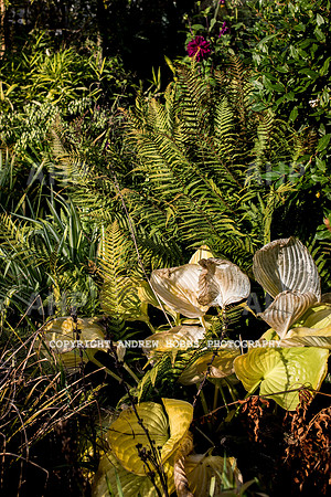 Vellacott Garden 2016-3646