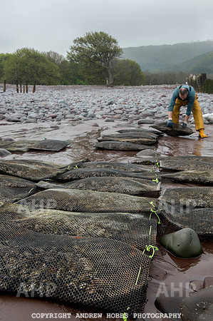 Porlock Oyster Beds 010