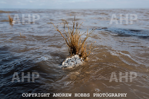 Somerset's Lowest Tide 200 years 044