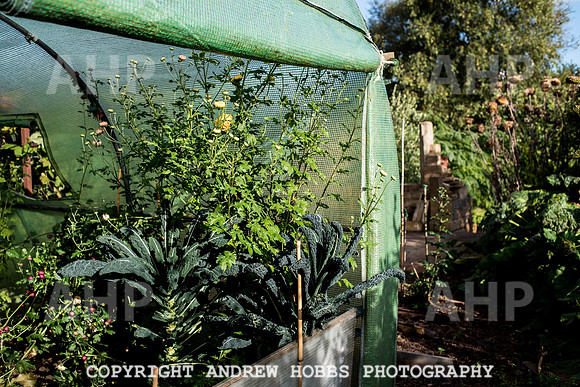 Vellacott Garden 2016-3590