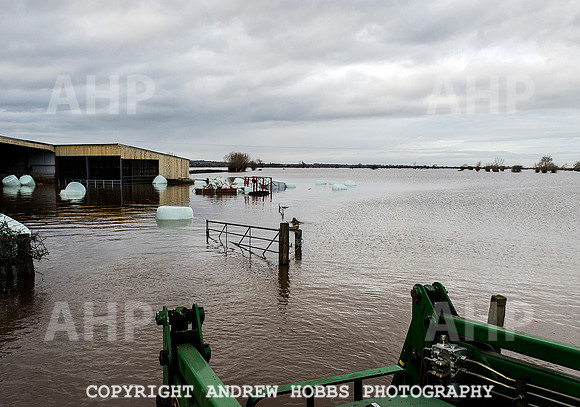 Family farm floods in Somerset, UK