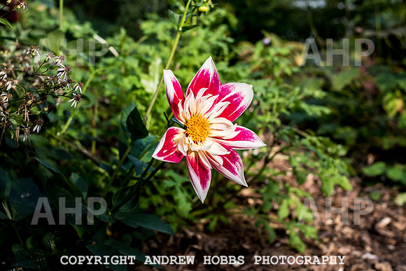Vellacott Garden 2016-3648