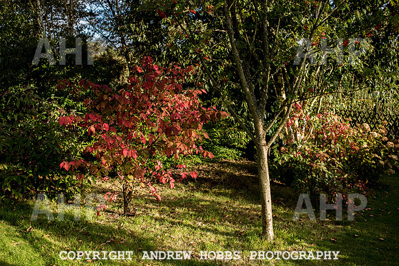 Vellacott Garden 2016-3698