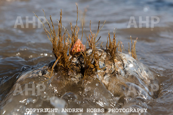 Somerset's Lowest Tide 200 years 045