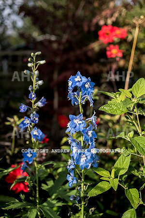 Vellacott Garden 2016-3631