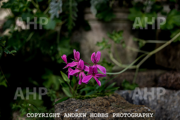 Vellacott Garden 2016-3615