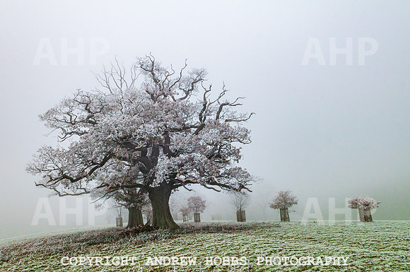 OLDER - Nettlecombe Oaks - EM - 2010-1635