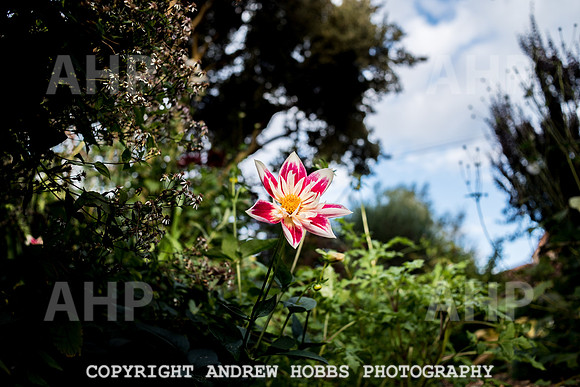 Vellacott Garden 2016-3649