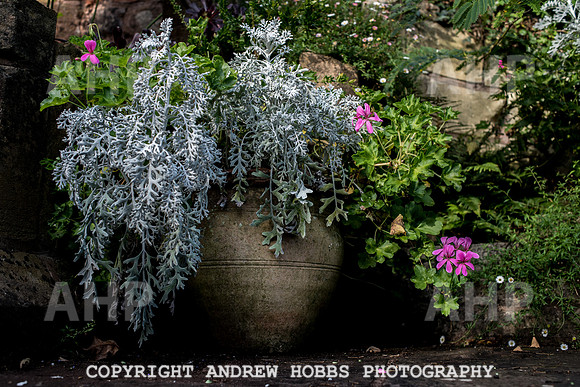 Vellacott Garden 2016-3612