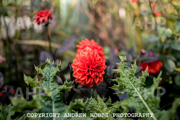 Vellacott Garden 2016-3629
