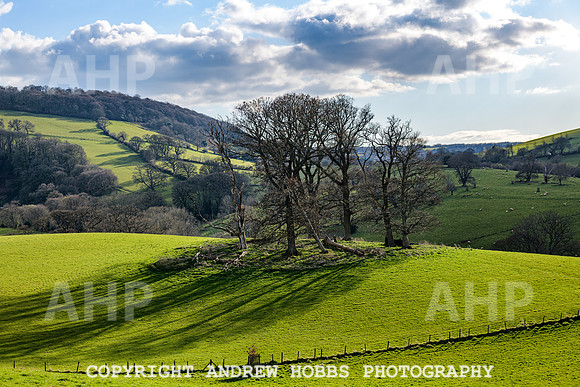 Nettlecombe Oaks - EM - March 2022-9636